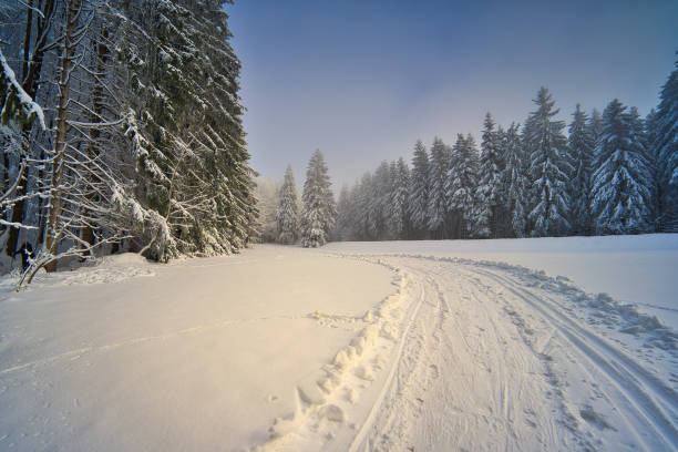 istock on the way in the Thuringian Forest 1364759546
