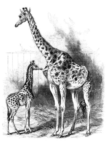 illustrazioni stock, clip art, cartoni animati e icone di tendenza di giraffa femmina con disegno neonato - newborn animal illustrations