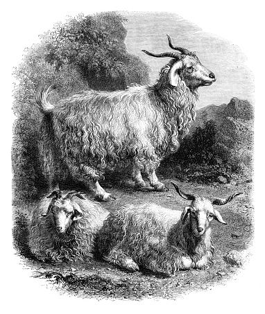 Drawing of Angora sheep
Original edition from my own archives
Source : Magasin Pittoresque 1856
Graveur : Sargent