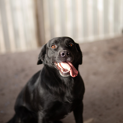 Beautiful black dog