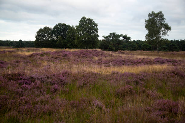 istock Heathland nature reserve Groote Zand, Netherlands 1364760737