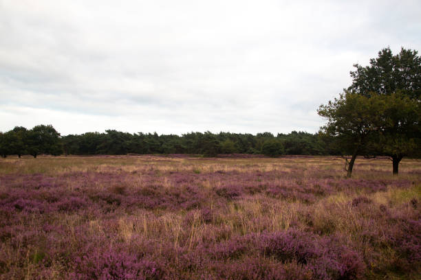 istock Heathland nature reserve Groote Zand, Netherlands 1364760775