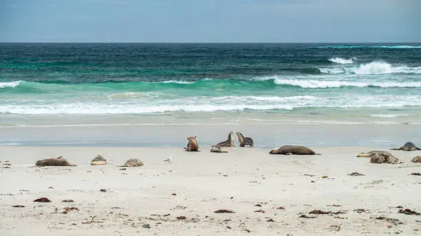 Sea lions having a rest on the beach at Seal Bay, Kangaroo Island, South Australia
