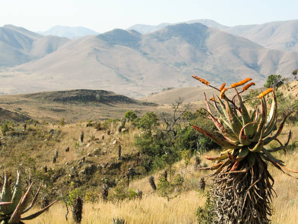 Mountain Aloe's, Aloe Marlothii, growing on a grass covered ridge, with the Baberton-Mokhonjwa Mountains, South Africa, in the background. stock photo
