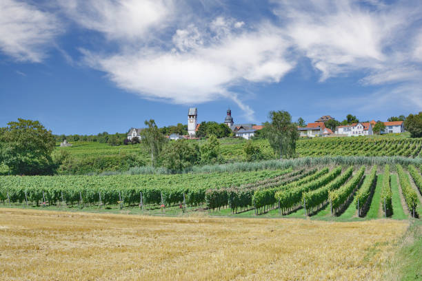 istock Rhinehessen wine region,Germany 1364763621