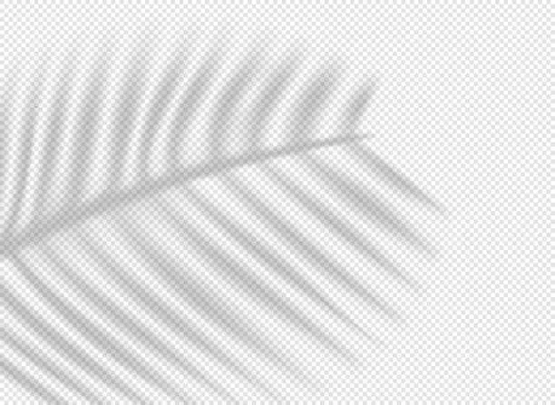 Vector illustration of Palm leaf shadow overlay effect on transparent background