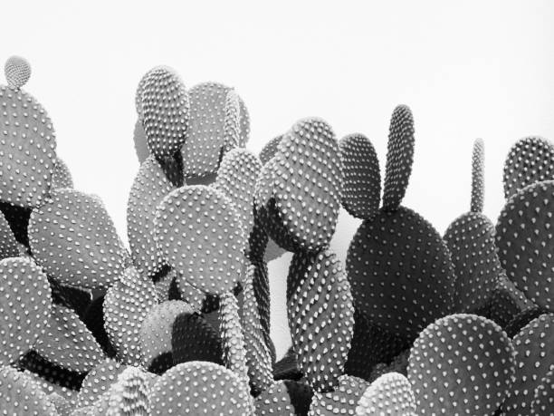 black and white pattern close-up of bunny ears cactus, bunny cactus or polka-dot cactus BW old big high contrast green cactus on a sunny day cactus plant needle pattern stock pictures, royalty-free photos & images