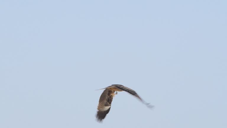 Black-eared kite catching chicken intestinem