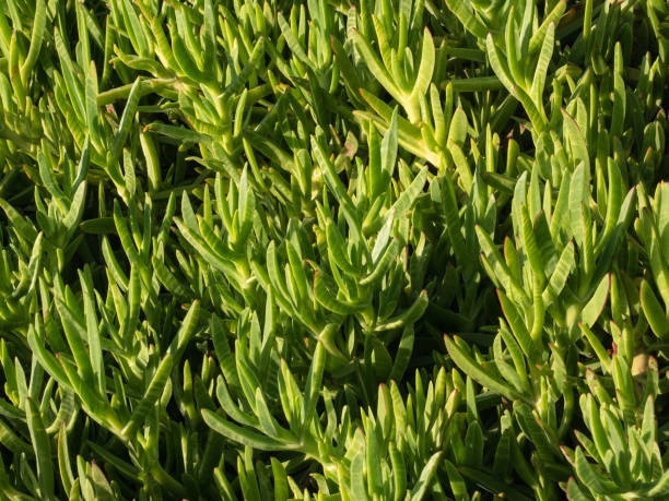 carpobrotus edulis is a ground-creeping plant with succulent leaves, known as hottentot-fig, sour fig, ice plant or highway ice plant. - sea fig imagens e fotografias de stock