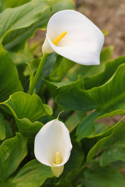 istock White Calla flowers in botanical garden 1364766357