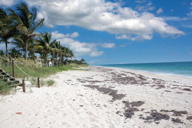istock idyllic  beach near Vero Beach, Florida 1364766892