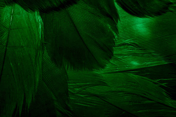 istock green hawk feathers with visible detail. background or texture 1364766979