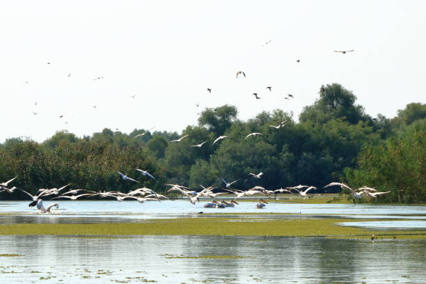 istock a group of pelicans in the Danube Delta, Romania 1364767055