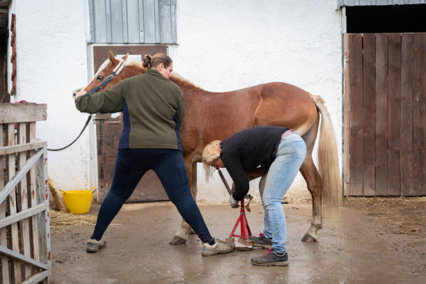 istock Two woman checking her horse's hooves . 1364767087