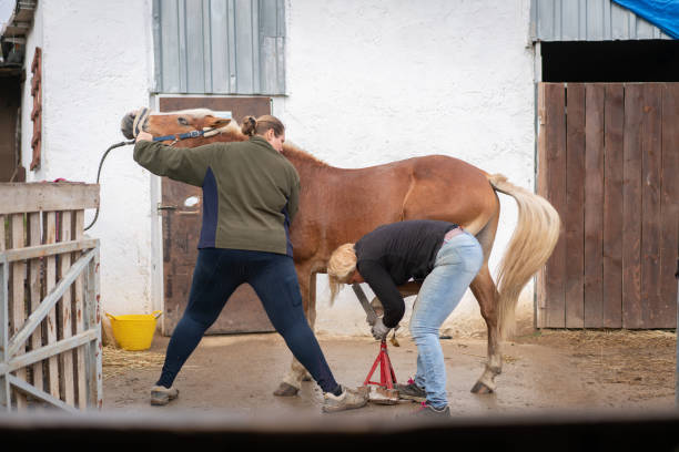 istock Two woman checking her horse's hooves . 1364767653