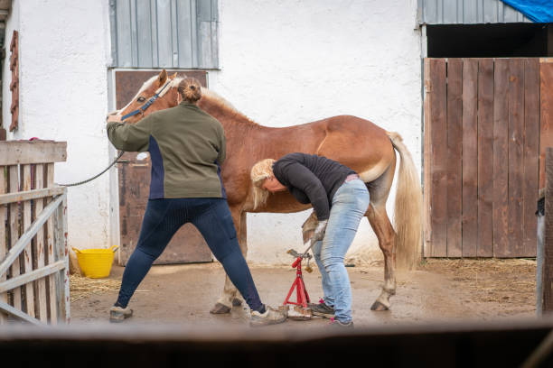 istock Two woman checking her horse's hooves . 1364767699