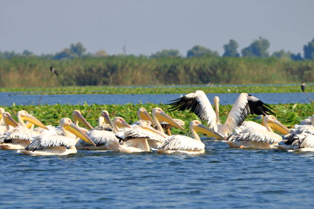 istock a group of pelicans in the Danube Delta, Romania 1364767787