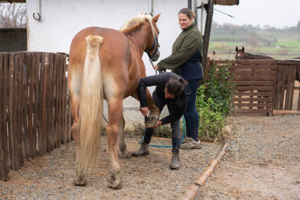 junger mann putzt pferdehuf. - working horse stock-fotos und bilder