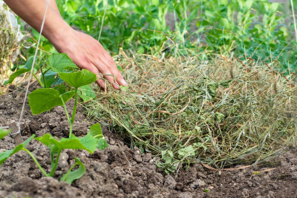 l’agriculteur paillit les lits. paillage avec de l’herbe sèche autour de petites pousses de concombre.  cultiver des cultures maraîchères en agriculture biologique. production d’éco-produits à la maison - gardening vegetable garden action planting photos et images de collection