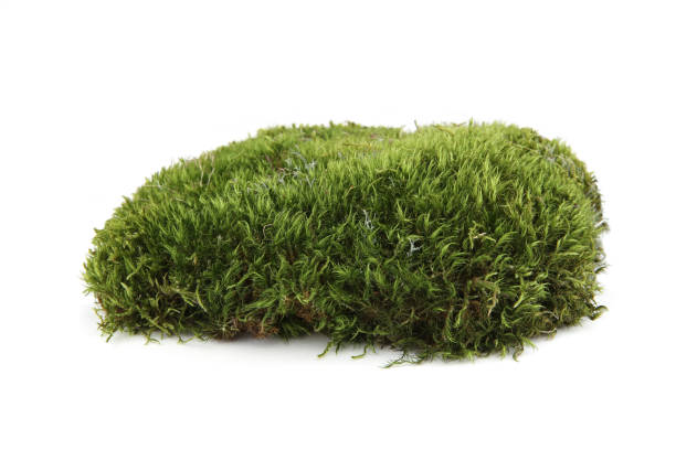 istock Piece of  green moss  isolated on white  background. 1364768212