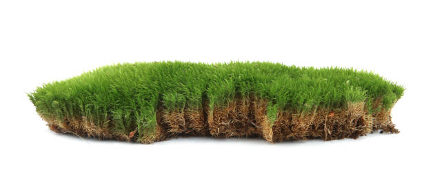 istock Piece of  green moss  isolated on white  background. 1364768229