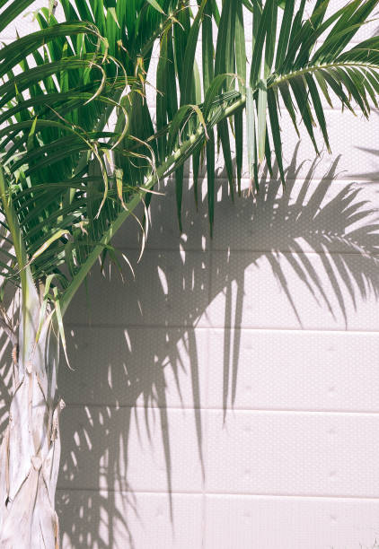 istock Palm tree and stylish sunlight shadows on beige wall background. Nature aesthetic minimalist concept 1364769496
