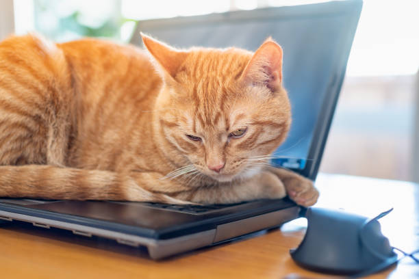 istock A beautiful red cat is lying on a laptop keyboard 1364769653