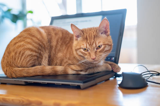 istock A beautiful red cat is lying on a laptop keyboard 1364769666