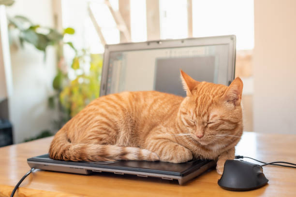 istock A beautiful red cat is lying on a laptop keyboard 1364770201