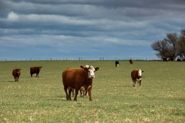 istock Cattle raising in  Argentine countryside, 1364770219