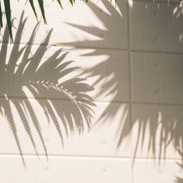 istock Palm tree stylish sunlight shadows on beige wall background. Nature aesthetic minimalist concept 1364770233