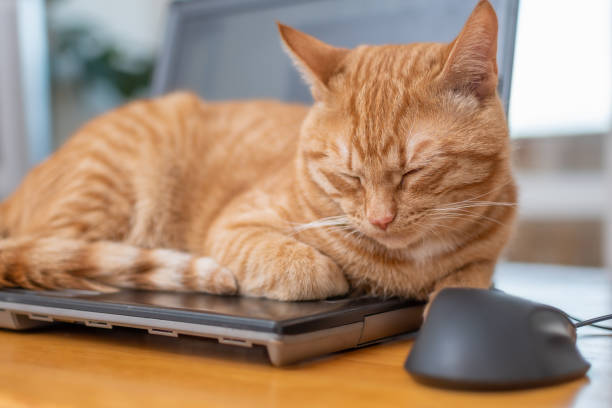 istock A beautiful red cat is lying on a laptop keyboard 1364770422