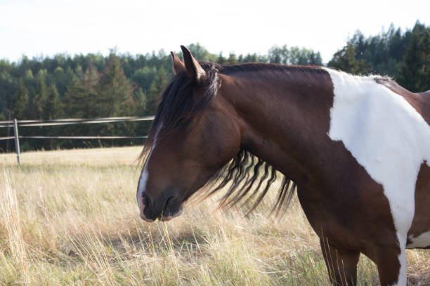istock brown and white tinker horse with black mane outdoor 1364770427