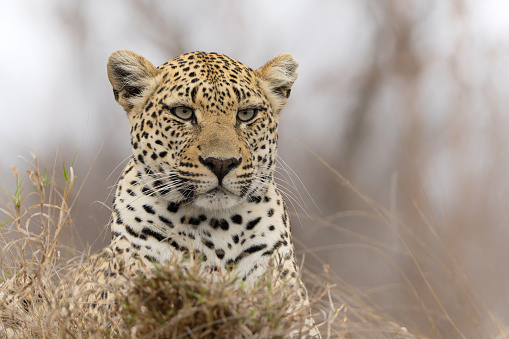 In a serene moment,a low angle view captures the majesty of a leopard peacefully sleeping on a massive tree branch in Serengeti National Park,Tanzania