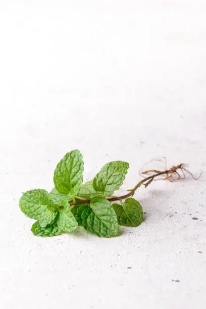 Photo of mint plant on a white textured background