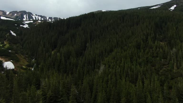 Aerial view of the forest, moutains, river and rocks. Spring in the moutains. Carpathian mountains. Chornohora. Shpytsi.