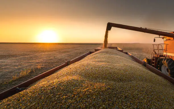 Grain auger of combine pouring corn into tractor trailer