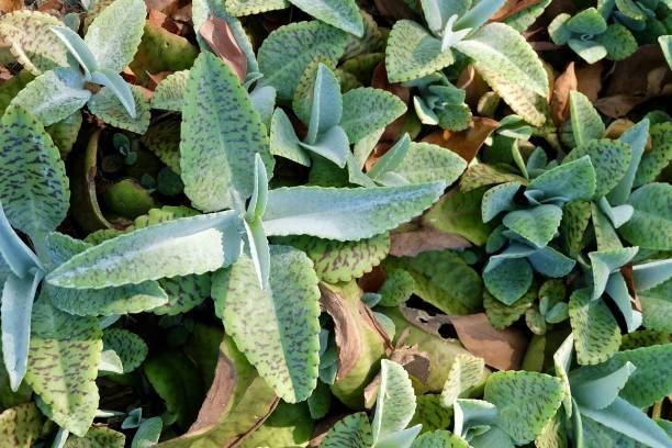 close up of kalanchoe humilis succulent plants - marmorata imagens e fotografias de stock