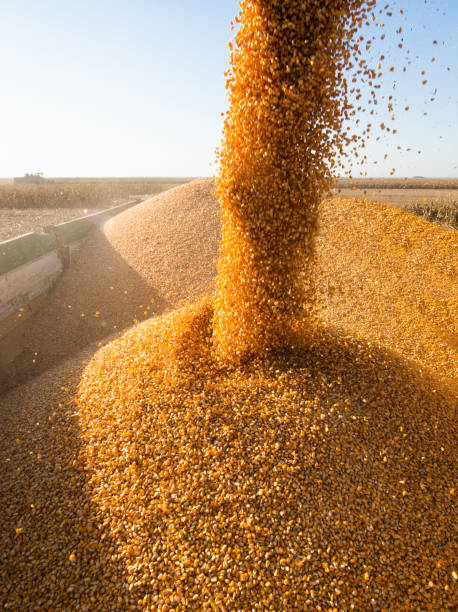 Pouring Corn Grain Into Tractor Trailer. Grain auger of combine pouring corn into tractor trailer filing tray stock pictures, royalty-free photos & images