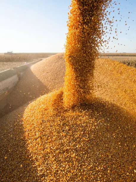 Grain auger of combine pouring corn into tractor trailer