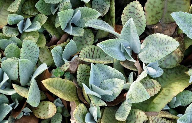 close up of kalanchoe humilis succulent plants - marmorata imagens e fotografias de stock