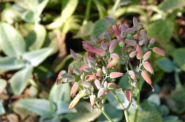 close up of kalanchoe humilis succulent plant with blossoms - marmorata imagens e fotografias de stock