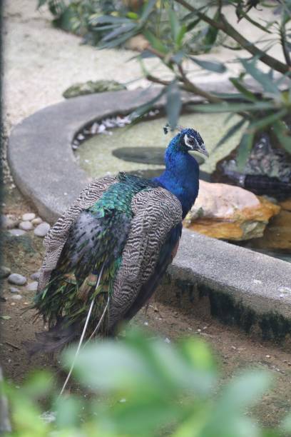 istock A peacock in the hair replacement stage 1364771739