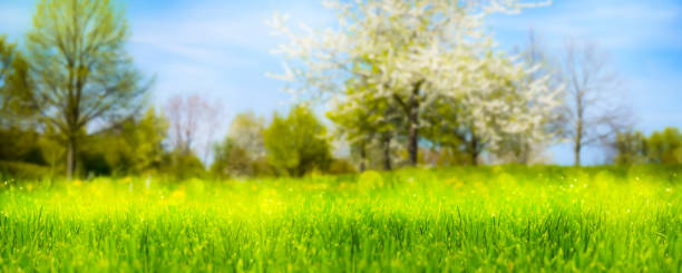 istock flowering trees in spring, blurred floral spring background with green meadow in foreground, idyllic springtime nature under blue sky, pollen allergy alert, spring landscape 1364771777