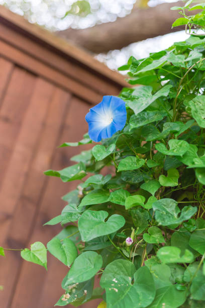 istock Low angle view blooming morning glory blue heavenly flower on vine with bokeh background at backyard garden near Dallas, Texas, USA 1364774458