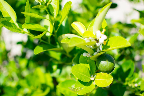 Green limes on the lime tree (Citrus aurantifolia), they are closely related to lemon. It has a sour taste and is an excellent source of vitamin C.