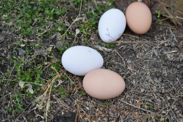 Red and white chicken eggs on the ground at the farm