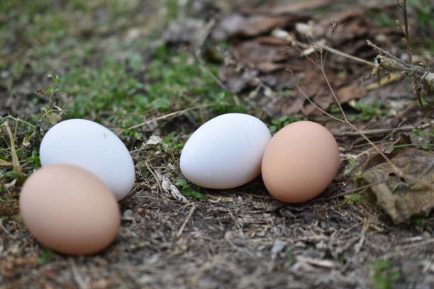 istock Red and white chicken eggs on the ground at the farm 1364775193