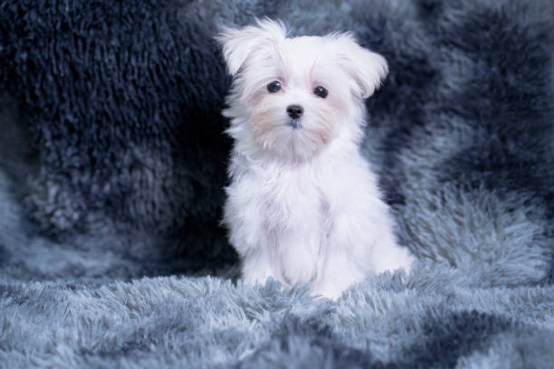 istock Maltese Terrier puppy sitting on a gray carpet 1364775628