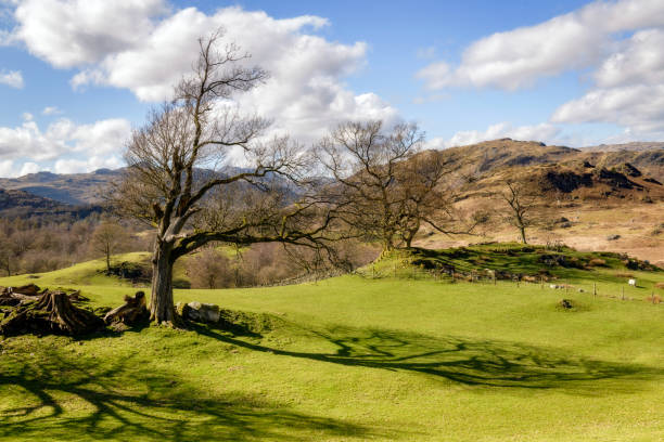 istock Trees in the Cumbriam Farmland 1364779850